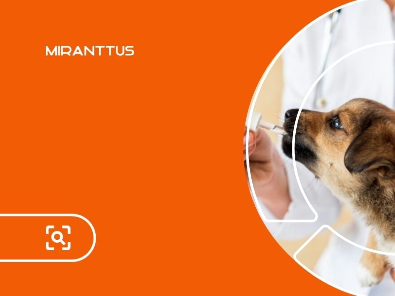 Agência de Marketing Digital Para Veterinário
